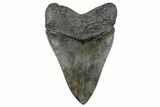 Huge, Fossil Megalodon Tooth - Beautiful River Meg #271007-2